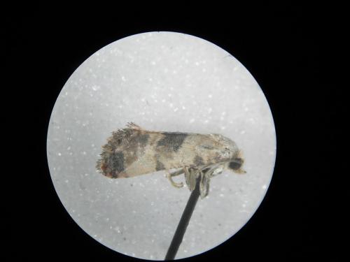 Réf. 264 807 : Cochylis posterana